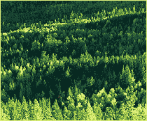 黄岗梁林海初秋