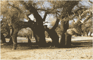 沙漠中的胡杨林